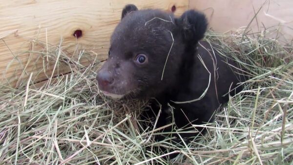 Veterinarios rusos cuidan a un pequeño oso del Himalaya - Sputnik Mundo
