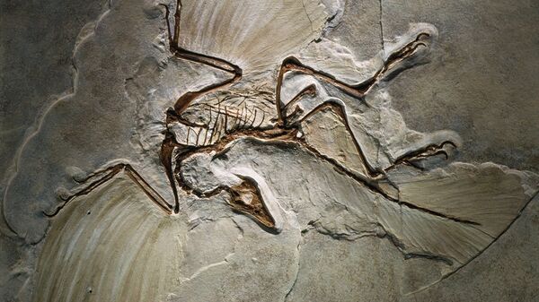 Fósil del Archaeopteryx lithographica, encontrado en la Jurassic Solnhofen Limestone of southern Germany. - Sputnik Mundo