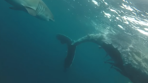 Unos tiburones devoran a una ballena de más de ocho metros - Sputnik Mundo