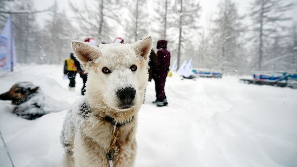 Un perro participante en la carrera 'Berínguia' - Sputnik Mundo