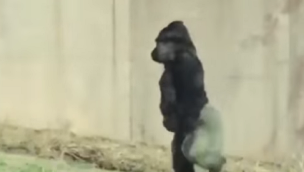El gorila que camina sobre dos patas... para no mancharse - Sputnik Mundo