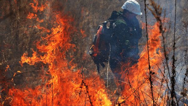 Incendio en los bosques de Rusia (archivo) - Sputnik Mundo