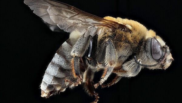 Una abeja, imagen referencial - Sputnik Mundo