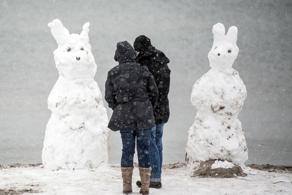 Conejos de nieve en la isla alemana de Fehmarn. - Sputnik Mundo