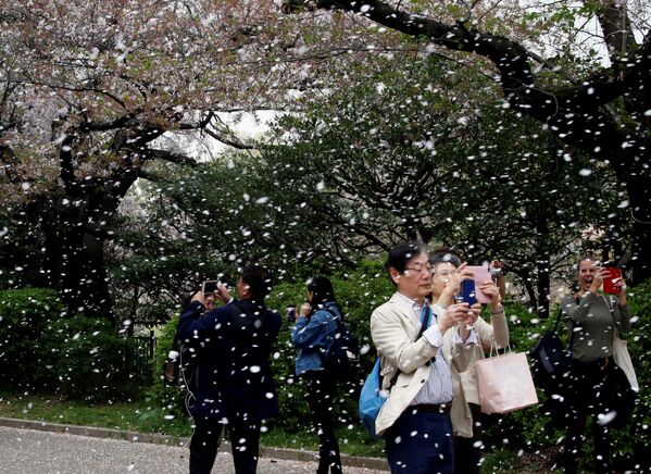 Floración de los cerezos en un parque de Tokio, en Japón. - Sputnik Mundo