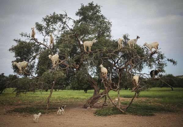 Unas cabras comen los brotes de un árbol de argán a las afueras de la ciudad de Esauria, en Marruecos. - Sputnik Mundo