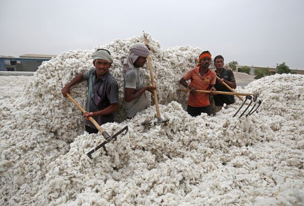 Recolectores de algodón en la ciudad de Kadi, en el estado indio de Gujarat. - Sputnik Mundo
