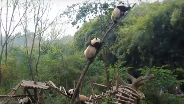 ¡Qué tierno! Un oso panda se cae de un árbol por culpa de su amigo - Sputnik Mundo