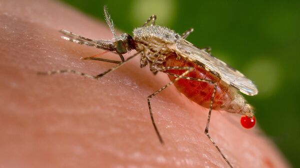 El mosquito Anopheles stephensi es el responsable de trasmitir la malaria a los humanos - Sputnik Mundo