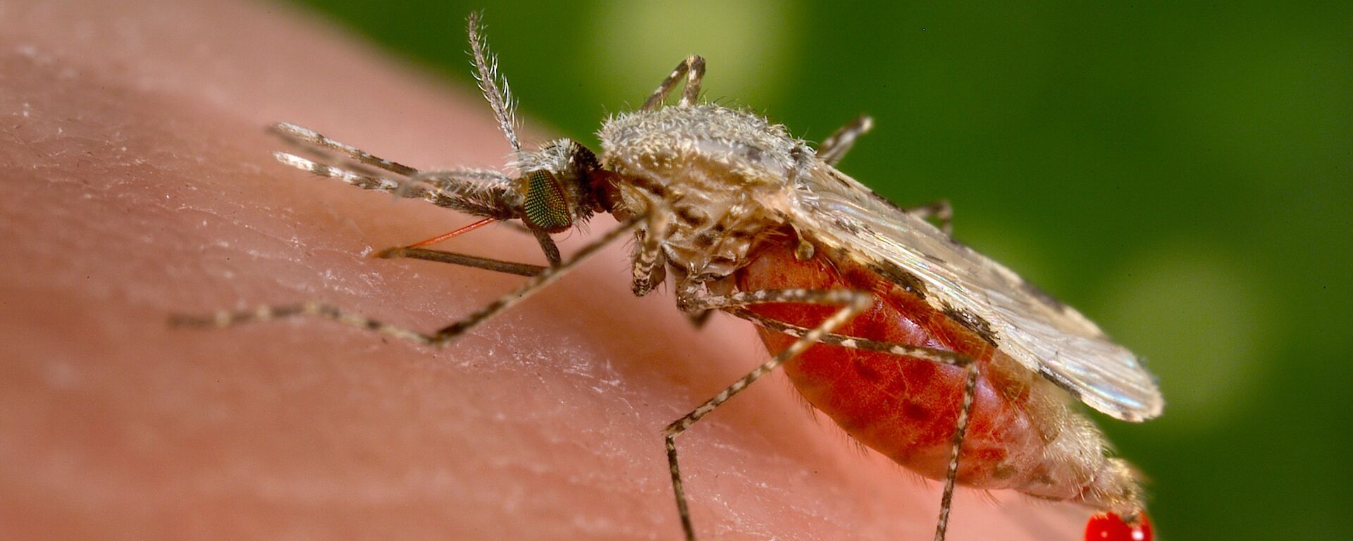 El mosquito Anopheles stephensi es el responsable de trasmitir la malaria a los humanos - Sputnik Mundo, 1920, 06.05.2020