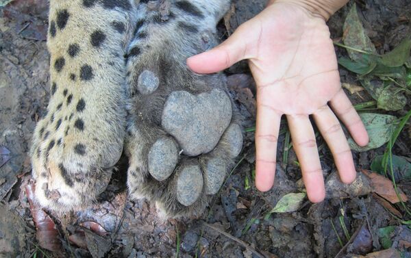 El jaguar, uno de los felinos más bellos y temidos de América - Sputnik Mundo