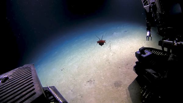 Una extraña criatura avistada en el golfo de México sorprende a los científicos - Sputnik Mundo