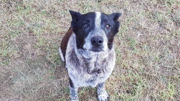 Un perro australiano recibe honores policiales tras una conmovedora hazaña - Sputnik Mundo