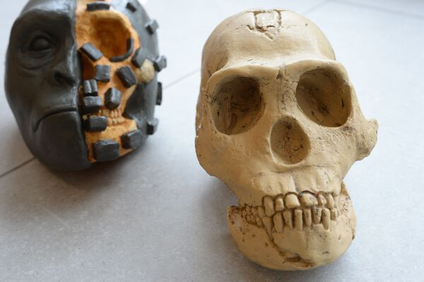 Натурная демонстрация метода скульптурной реконструкции на примере отливки черепа Homo naledi и половинной реконструкции - Sputnik Mundo