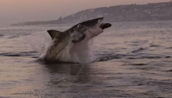 Un tiburón enorme salta del agua - Sputnik Mundo