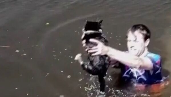 Un hombre salva a un gato atrapado en medio de un canal - Sputnik Mundo