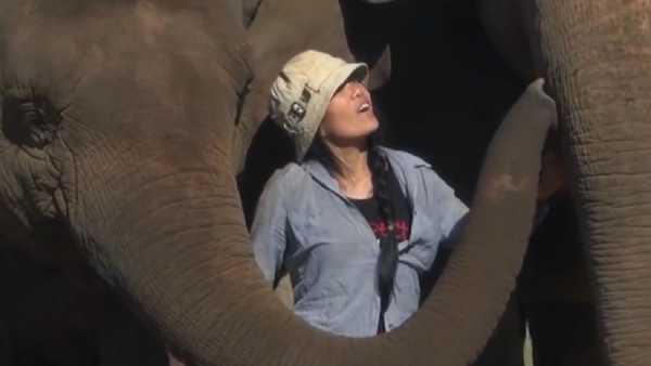 Conoce a la madre de los elefantes tailandesa - Sputnik Mundo
