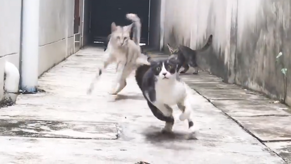 Un gato ninja le da toda una lección a tres maleantes - Sputnik Mundo