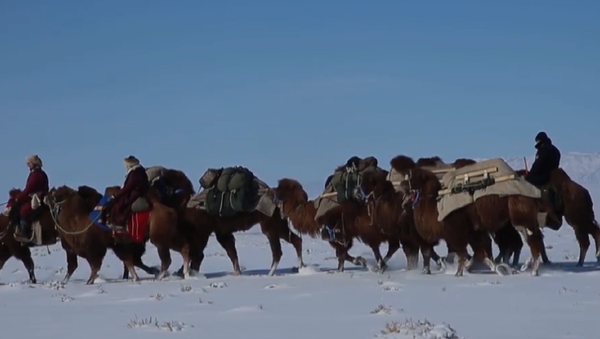 Ulán Bator – Londres: 12.000 kilómetros en camello - Sputnik Mundo
