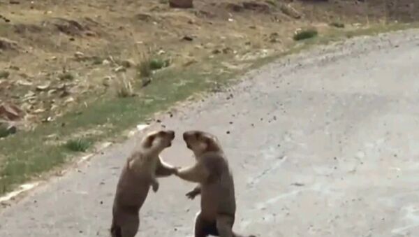 El 'tango mortal' de dos marmotas por una hembra - Sputnik Mundo
