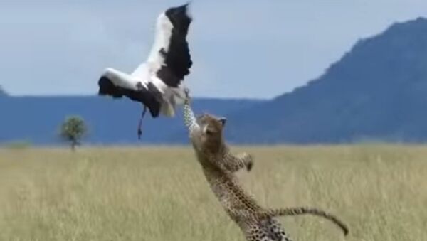 'Por las plumas': así escapó una cigüeña de las garras de un leopardo - Sputnik Mundo