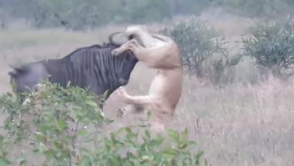 El feroz combate de dos leonas contra un ñu en Sudáfrica - Sputnik Mundo
