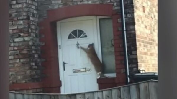 Un gato que sabe llamar a la puerta se convierte en una estrella de internet - Sputnik Mundo