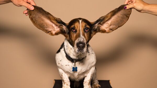 Un perro de orejas largas - Sputnik Mundo