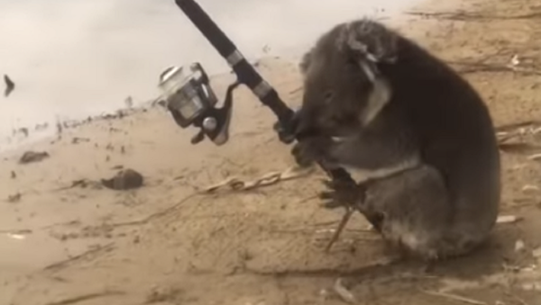 No hay nada que ver, simplemente un koala con una caña de pescar - Sputnik Mundo