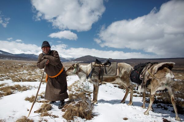 Cómo viven los últimos pastores de renos en Mongolia - Sputnik Mundo