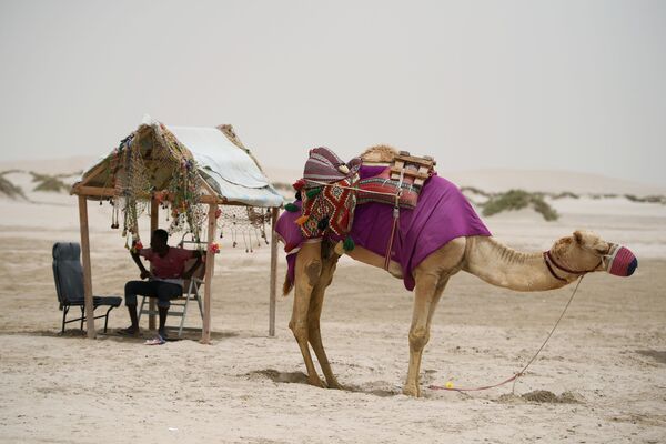 Arriero con su camello en el desierto Jor Al Udeid en Doha. - Sputnik Mundo