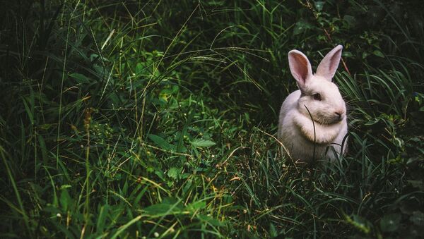 Un conejo (imagen referencial) - Sputnik Mundo