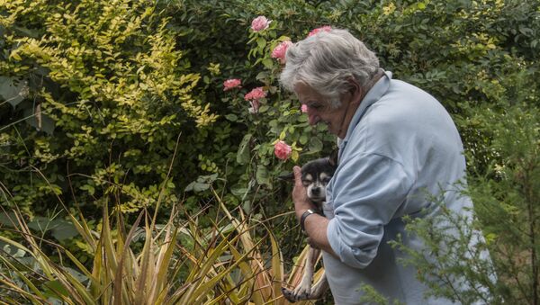 El expresidente de Uruguay, José Mujica, junto a su perra Manuela, en 2016 - Sputnik Mundo