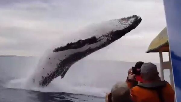 ¡Di hola! Una ballena impresiona a turistas con un salto acrobático - Sputnik Mundo