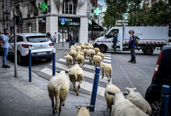 Фермер со стадом овец в пригороде Парижа - Sputnik Mundo