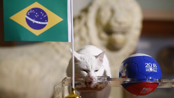 El gato Aquiles predice resultados del partido entre Brasil y Costa Rica - Sputnik Mundo