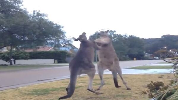 'Artes marsupiales': graban una dura pelea entre dos canguros - Sputnik Mundo