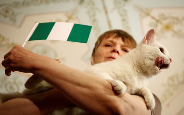 El gato Aquiles predice resultados del partido entre Nigeria y Argentina - Sputnik Mundo