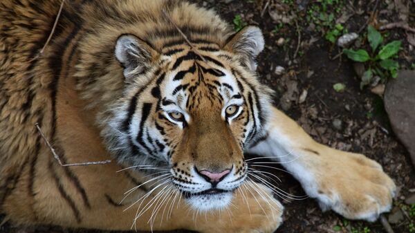 Un tigre de Amur en la zona rusa de Primorie - Sputnik Mundo