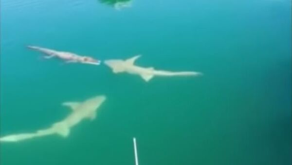 Cara a cara: tiburones rodean a un cocodrilo - Sputnik Mundo