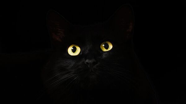 Un gato negro (archivo) - Sputnik Mundo