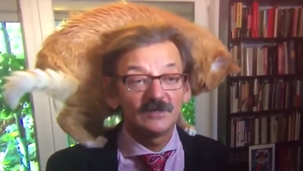 Un gato interrumpe la entrevista a un politólogo polaco y le roba el protagonismo - Sputnik Mundo