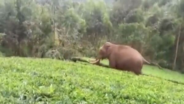 Un elefante salvaje ataca a un hombre - Sputnik Mundo