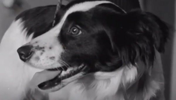 Pickles, el perro que salvó el Mundial - Sputnik Mundo