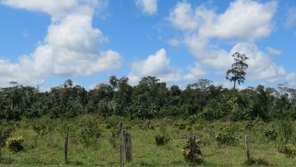 Selva amazónica ecuatoriana - Sputnik Mundo