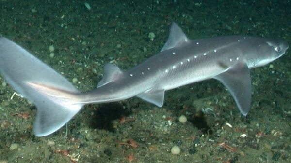 Tiburón Squalus acanthias, foto archivo - Sputnik Mundo