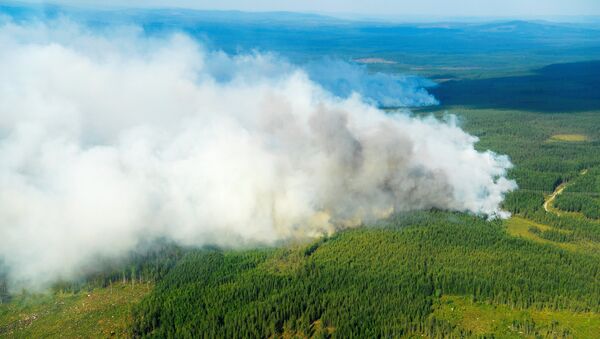 Incendios forestales en Suecia - Sputnik Mundo