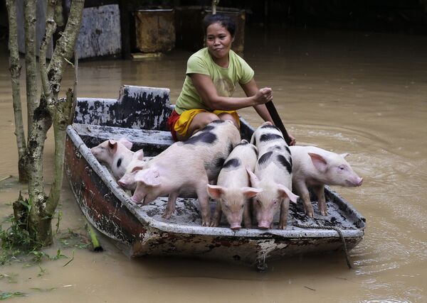 Una mujer salva a unos lechones durante las inundaciones en Filipinas. - Sputnik Mundo