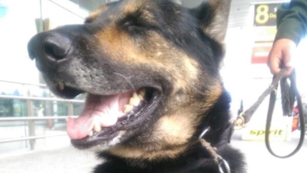 Sombra, integrante del escuadrón canino de la Policía Antinarcóticos de Colombia - Sputnik Mundo