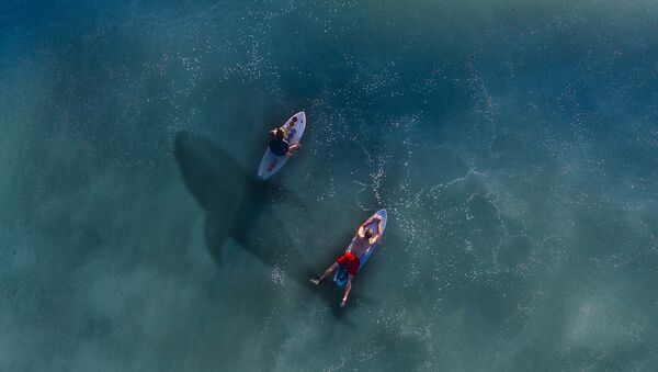 Un tiburón en el agua, imagen referencial - Sputnik Mundo
